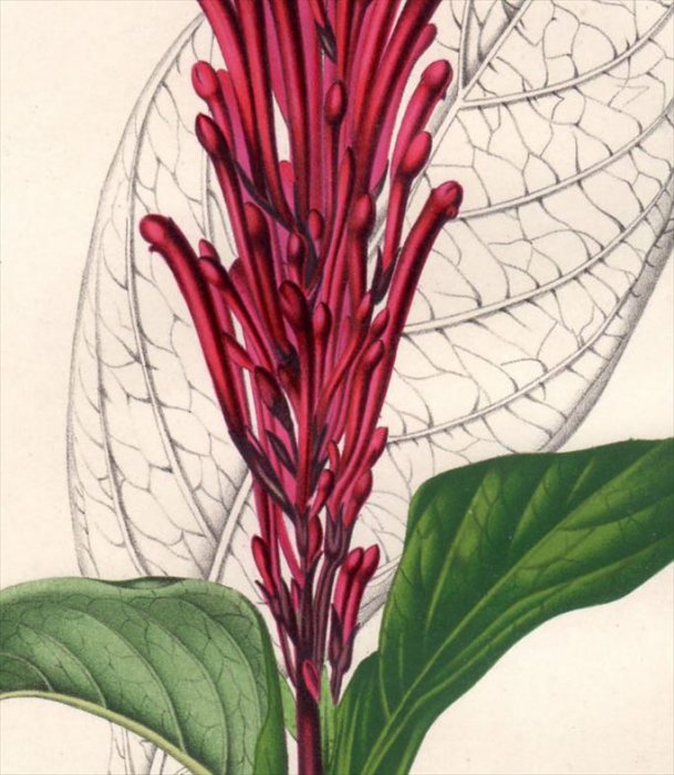 1854年 Van Houtte ヨーロッパの植物 キツネノマゴ科 THYRSACANTHUS BARLERIOIDES - アンティークプリント  博物画 ボタニカルアートの通販サイト Spirito di Artigiano