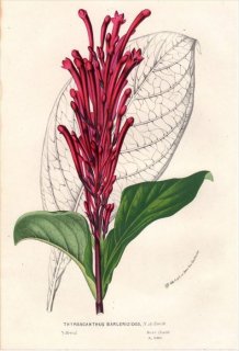 1854年 Van Houtte ヨーロッパの植物 キツネノマゴ科 THYRSACANTHUS BARLERIOIDES