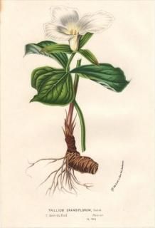 1854ǯ Van Houtte 衼åѤοʪ  쥤° TRILLIUM GRANDIFLORUM