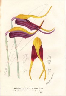 1854ǯ Van Houtte 衼åѤοʪ  ޥǥХꥢ° MASDEVALLIA ELEPHANTICEPS