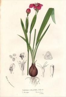 1854ǯ Van Houtte 衼åѤοʪ  ꥸ° TIGRIDIA VIOLACEA