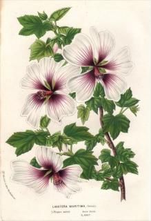 1854ǯ Van Houtte 衼åѤοʪ  ϥʥ° LAVATERA MARITIMA