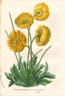 1854ǯ Van Houtte 衼åѤοʪ  ٥ꥢҥʥ PAPAVER CROCEUM