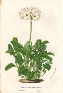 1854ǯ Van Houtte 衼åѤοʪ 饽 饽° PRIMULA INVOLUCRATA WALL