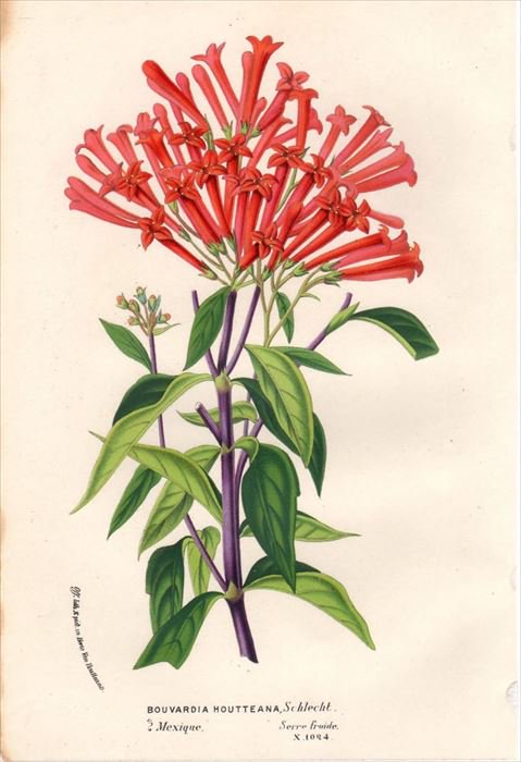 1854年 Van Houtte ヨーロッパの植物 アカネ科 ブバルディア属 BOUVARDIA HOUTTEANA - アンティークプリント 博物画  ボタニカルアートの通販サイト Spirito di Artigiano