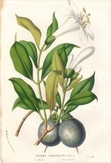 1854ǯ Van Houtte 衼åѤοʪ ɥ ե饨° FAGRAEA LANCEOLATA