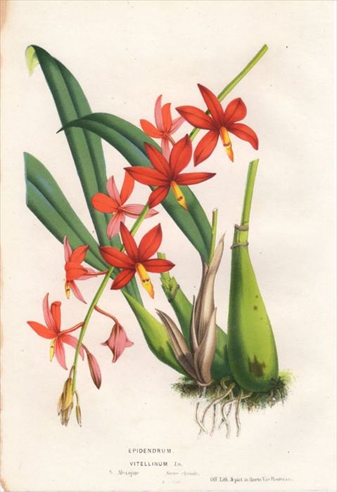 1854年 Van Houtte ヨーロッパの植物 ラン科 プロステケア属 EPIDENDRUM VITELLINUM - アンティークプリント  博物画 ボタニカルアートの通販サイト Spirito di Artigiano
