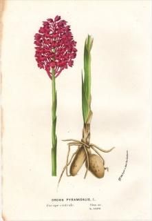 1854ǯ Van Houtte 衼åѤοʪ  ʥץ° ORCHIS PYRAMIDALIS