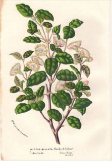 1854ǯ Van Houtte 衼åѤοʪ եȥ եߥĥ° MYRTUS BULLATA