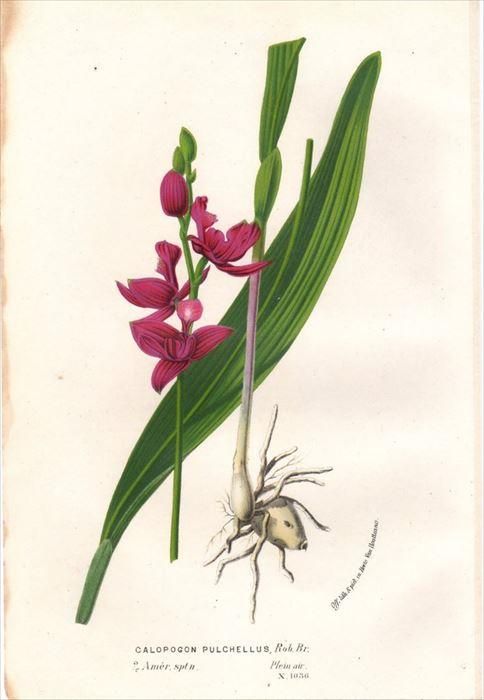 1854年 Van Houtte ヨーロッパの植物 ラン科 カロポゴン属 Calopogon Pulchellus アンティークプリント ボタニカルアート 博物画の通販サイト Spirito Di Artigiano
