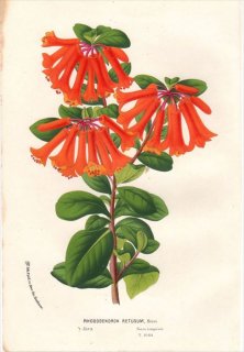 1854年 Van Houtte ヨーロッパの植物 ツツジ科 ツツジ属 RHODODENDRON RETUSUM