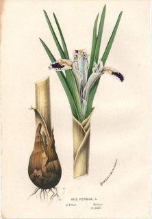 1854年 Van Houtte ヨーロッパの植物 アヤメ科 アヤメ属 IRIS PERSICA