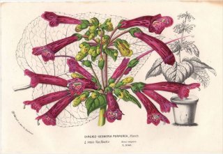 1854年 Van Houtte ヨーロッパの植物 イワタバコ科 ゲスネリア属 DIRCAEO-GESNERIA PURPUREA