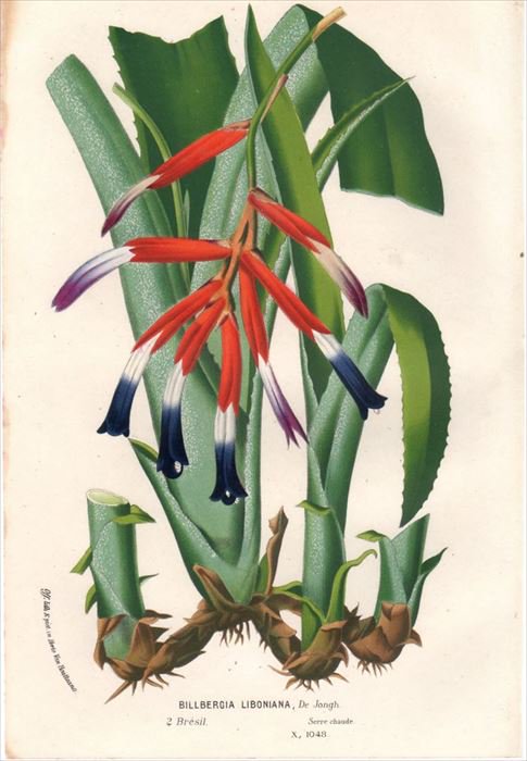 1854年 Van Houtte ヨーロッパの植物 パイナップル科 ビルベルギア属 BILLBERGIA LIBONIANA - アンティークプリント  博物画 ボタニカルアートの通販サイト Spirito di Artigiano