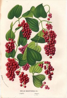1854年 Van Houtte ヨーロッパの植物 サルトリイバラ科 シオデ属 SMILAX MAURITANICA