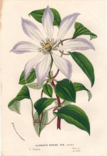 1854年 Van Houtte ヨーロッパの植物 キンポウゲ科 センニンソウ属 CLEMATIS PATENS