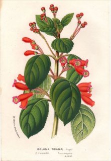 1854年 Van Houtte ヨーロッパの植物 イワタバコ科 ISOLOMA TRIANAE