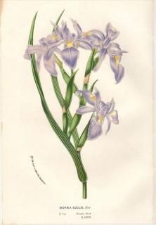 1854ǯ Van Houtte 衼åѤοʪ  饨° MORAEA EDULIS