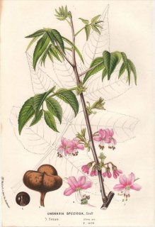 1854年 Van Houtte ヨーロッパの植物 ムクロジ科 ウングナディア属 UNGNADIA SPECIOSA