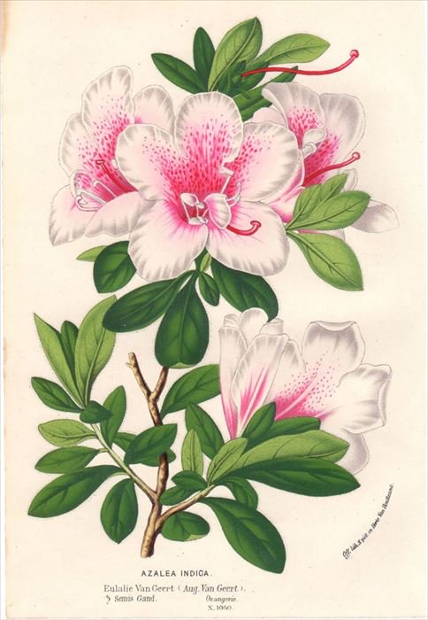 1854年 Van Houtte ヨーロッパの植物 ツツジ科 ツツジ属 AZALEA INDICA - アンティークプリント 博物画  ボタニカルアートの通販サイト Spirito di Artigiano
