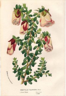 1854年 Van Houtte ヨーロッパの植物 フトモモ科 GENETYLLIS TULIPIFERA