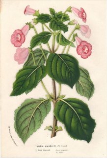 1854年 Van Houtte ヨーロッパの植物 イワタバコ科 TYDAEA AMABILIS