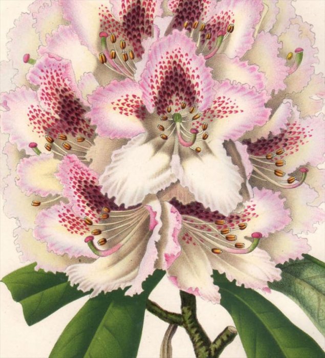 1854年 Van Houtte ヨーロッパの植物 ツツジ科 シャクナゲ RHODODENDRON - アンティークプリント 博物画  ボタニカルアートの通販サイト Spirito di Artigiano