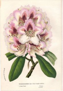 1854年 Van Houtte ヨーロッパの植物 ツツジ科 シャクナゲ RHODODENDRON