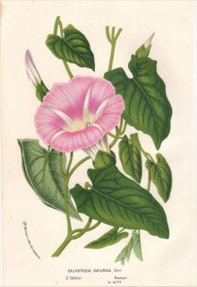 1854年 Van Houtte ヨーロッパの植物 ヒルガオ科 ヒルガオ属 CALYSTEGIA DAVURICA