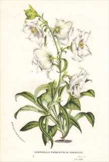 1850年 Van Houtte ヨーロッパの植物 キキョウ科 ホタルブクロ属 CAMPANULA PERSICIFOLIA CORONATA