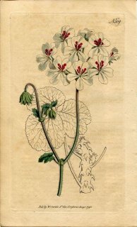 1795ǯ Curtis Botanical Magazine No.309 ե ƥ󥸥° PELARGONIUM ECHINATUM