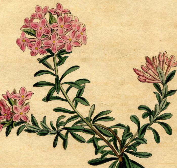 1795年 Curtis Botanical Magazine No.313 ジンチョウゲ科 ジンチョウゲ属 DAPHNE CNEORUM -  アンティークプリント 博物画 ボタニカルアートの通販サイト Spirito di Artigiano