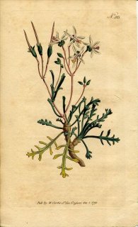 1795ǯ Curtis Botanical Magazine No.315 ե ƥ󥸥° PELARGONIUM CERATOPHYLLUM