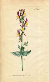 1796ǯ Curtis Botanical Magazine No.324 Х ° ANTIRRHINUM TRIPHYLLUM