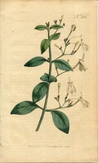 1796ǯ Curtis Botanical Magazine No.325 ĥͥΥޥ ʥĥ° JUSTICIA NASUTA