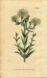 1796年 Curtis Botanical Magazine No.326 ハマミズナ科 メセンブリアンテムム属 MESEMBRYANTHEMUM VIRIDIFLORUM 多肉植物