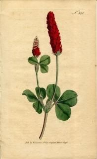 1796ǯ Curtis Botanical Magazine No.328 ޥ 㥸° ٥˥Хʥĥ᥯ TRIFOLIUM INCARNATUM