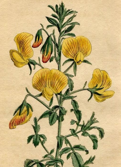 1796年 Curtis Botanical Magazine No.329 マメ科 オノニス属