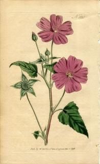 1796ǯ Curtis Botanical Magazine No.330  Υ° SIDA CRISTATA