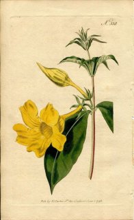 1796ǯ Curtis Botanical Magazine No.338 祦ȥ ޥ° ꥢ ALLAMANDA CATHARTICA