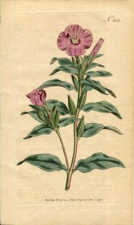 1796ǯ Curtis Botanical Magazine No.352 Хʲ 󥸥° OENOTHERA PURPUREA