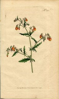 1796ǯ Curtis Botanical Magazine No.353  إޥ˥° MAHERNIA INCISA