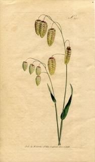 1796ǯ Curtis Botanical Magazine No.357 Ͳ Х󥽥° Х󥽥 BRIZA MAXIMA