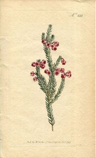 1797ǯ Curtis Botanical Magazine No.358 ĥĥ ꥫ° ERICA BACCANS