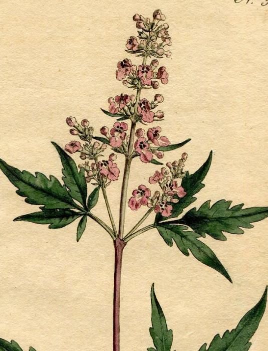 絵画】ボタニカルアート 「ハマナス」原画