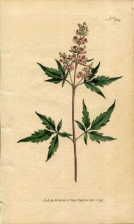 1797ǯ Curtis Botanical Magazine No.364  ϥޥ° ˥󥸥ܥ VITEX NEGUNDO