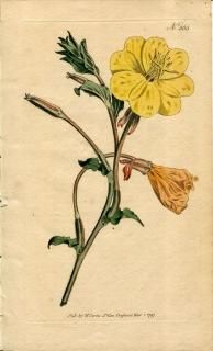 1797ǯ Curtis Botanical Magazine No.365 Хʲ ޥĥ襤° ʥХʥĥߥ OENOTHERA LONGIFLORA