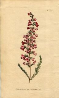 1797ǯ Curtis Botanical Magazine No.366 ĥĥ ꥫ° ERICA PYRAMIDALIS