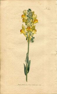 1797ǯ Curtis Botanical Magazine No.368 Х ° ANTIRRHINUM VISCOSUM