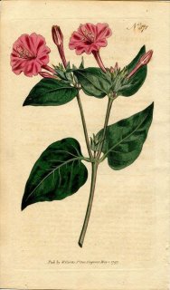 1797ǯ Curtis Botanical Magazine No.371 Хʲ Х° Х MIRABILIS JALAPA